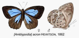 Image de Arhopala acron (Hewitson 1862)