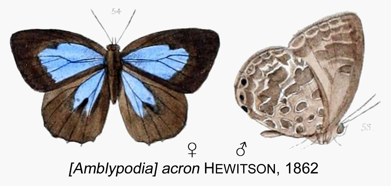 Image de Arhopala acron (Hewitson 1862)