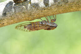 Image of Cicadas, Leafhoppers, and Treehoppers