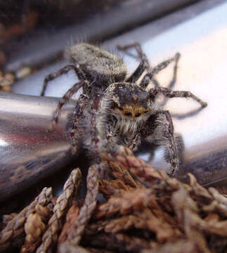 Image of Phidippus asotus Chamberlin & Ivie 1933