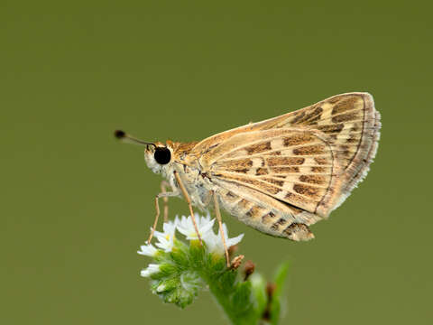 Image of Grey-veined Grass Dart