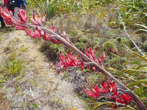 Image of New Zealand flax