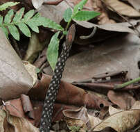 Image of Orange-collared Keelback