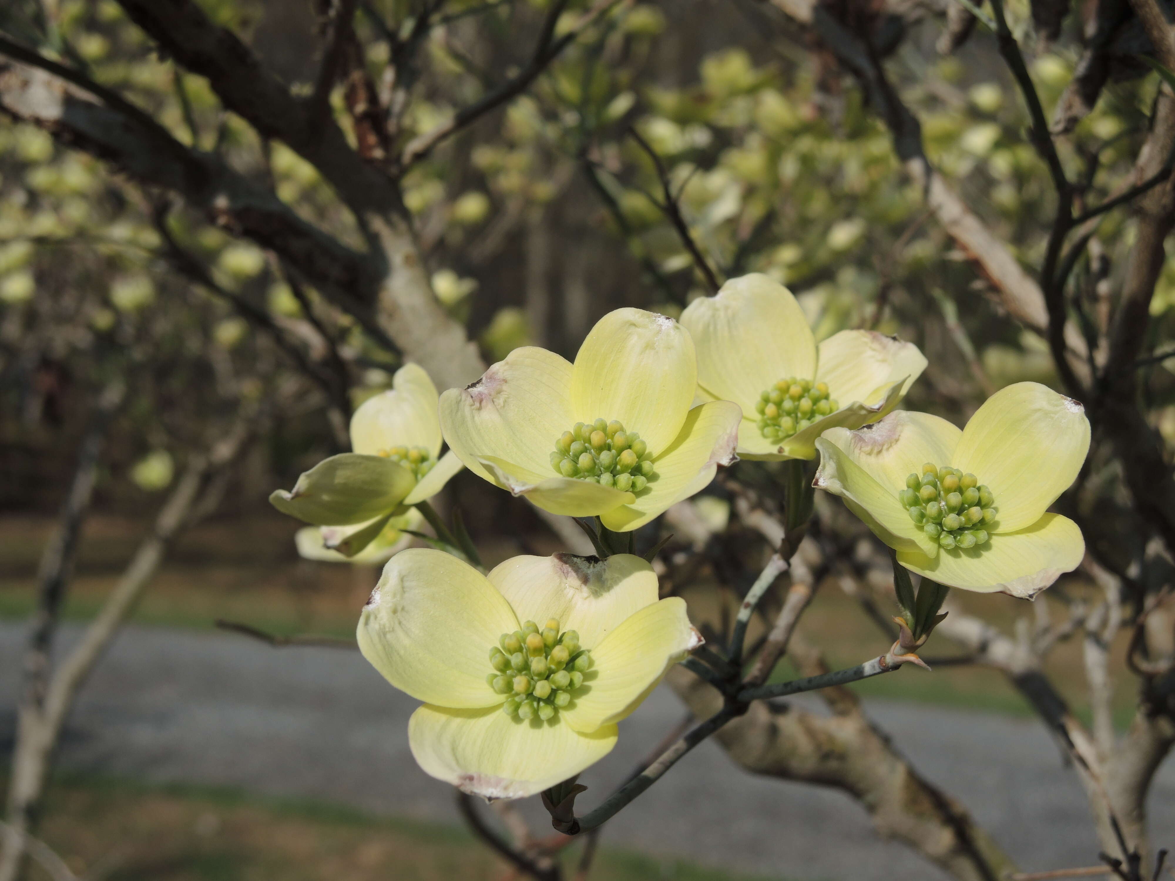 Image of flowering dogwood