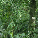 Sivun Ficus celebensis Corner kuva
