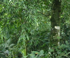 Image of Ficus celebensis Corner