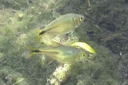 Image of Penjamo tetra