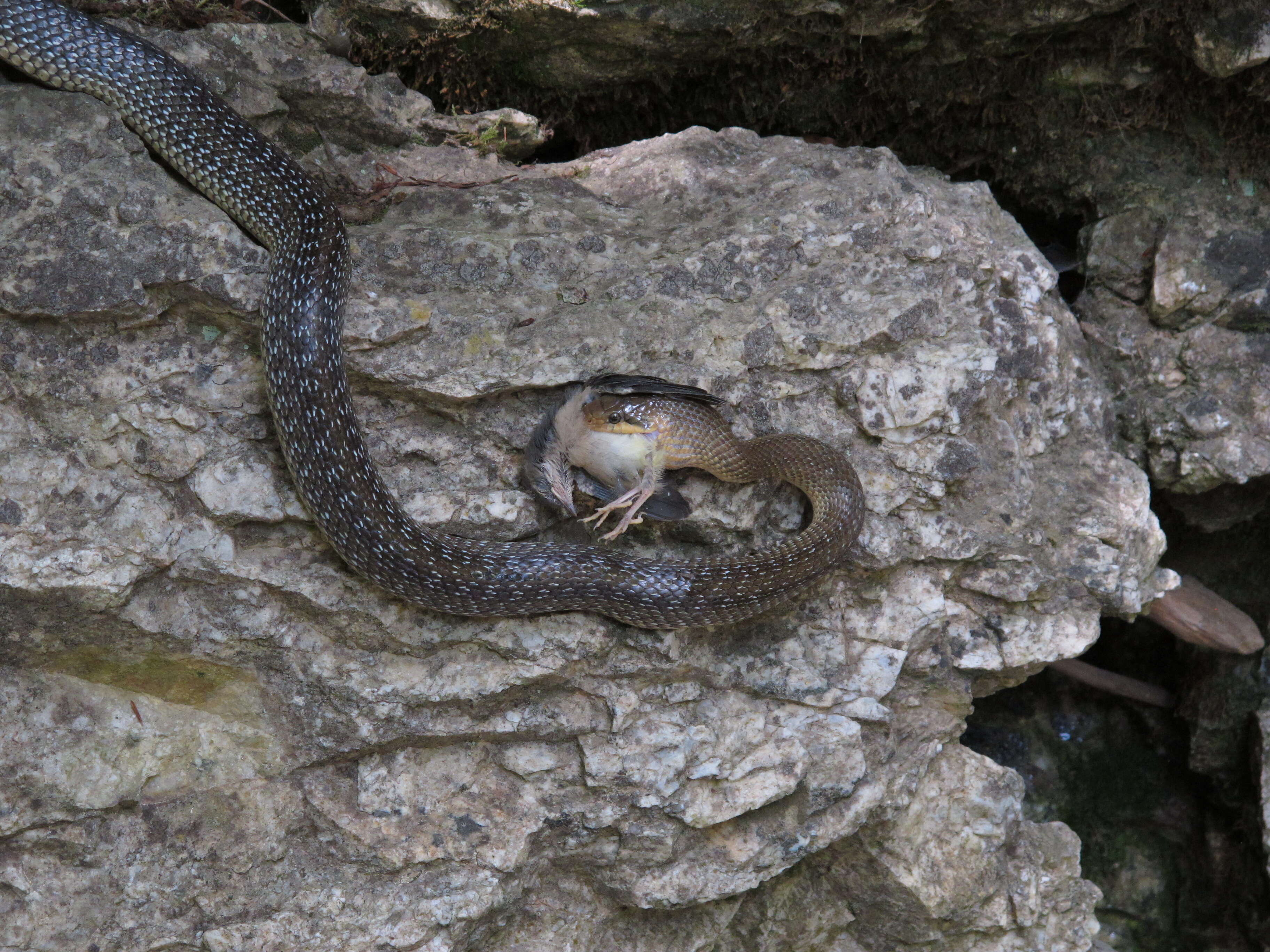 Image of Aesculapian Ratsnake