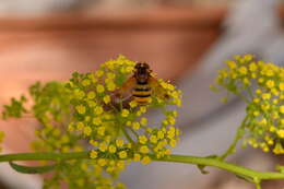 Image of lesser hornet hoverfly