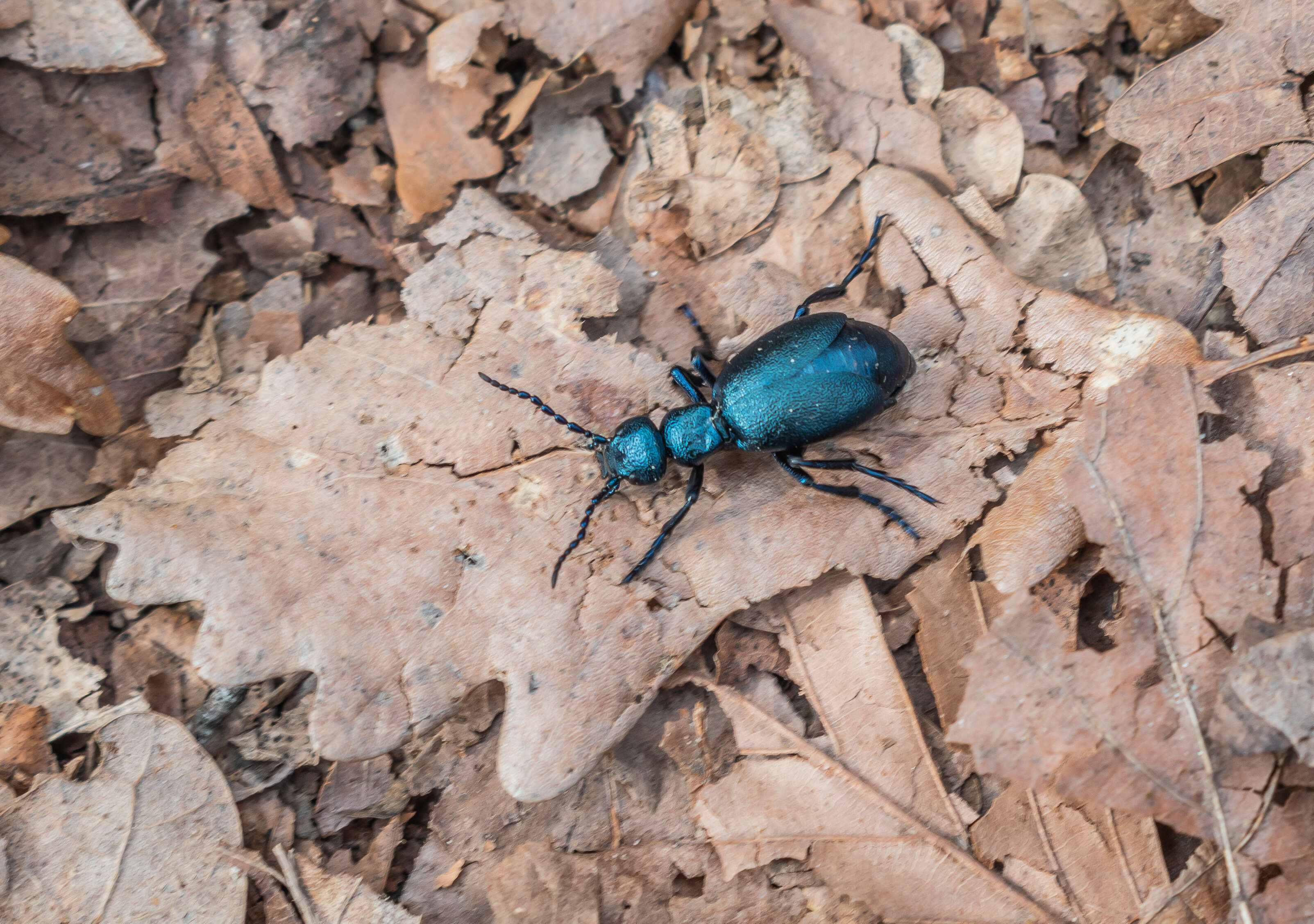 Image of Meloe violaceus