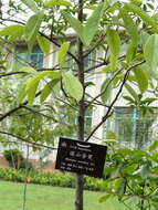 Magnolia maudiae (Dunn) Figlar的圖片