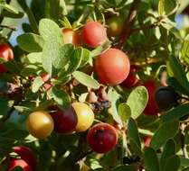 Image of Blue Bush