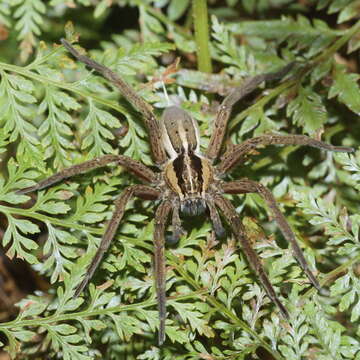 Image of Dolomedes minor L. Koch 1876