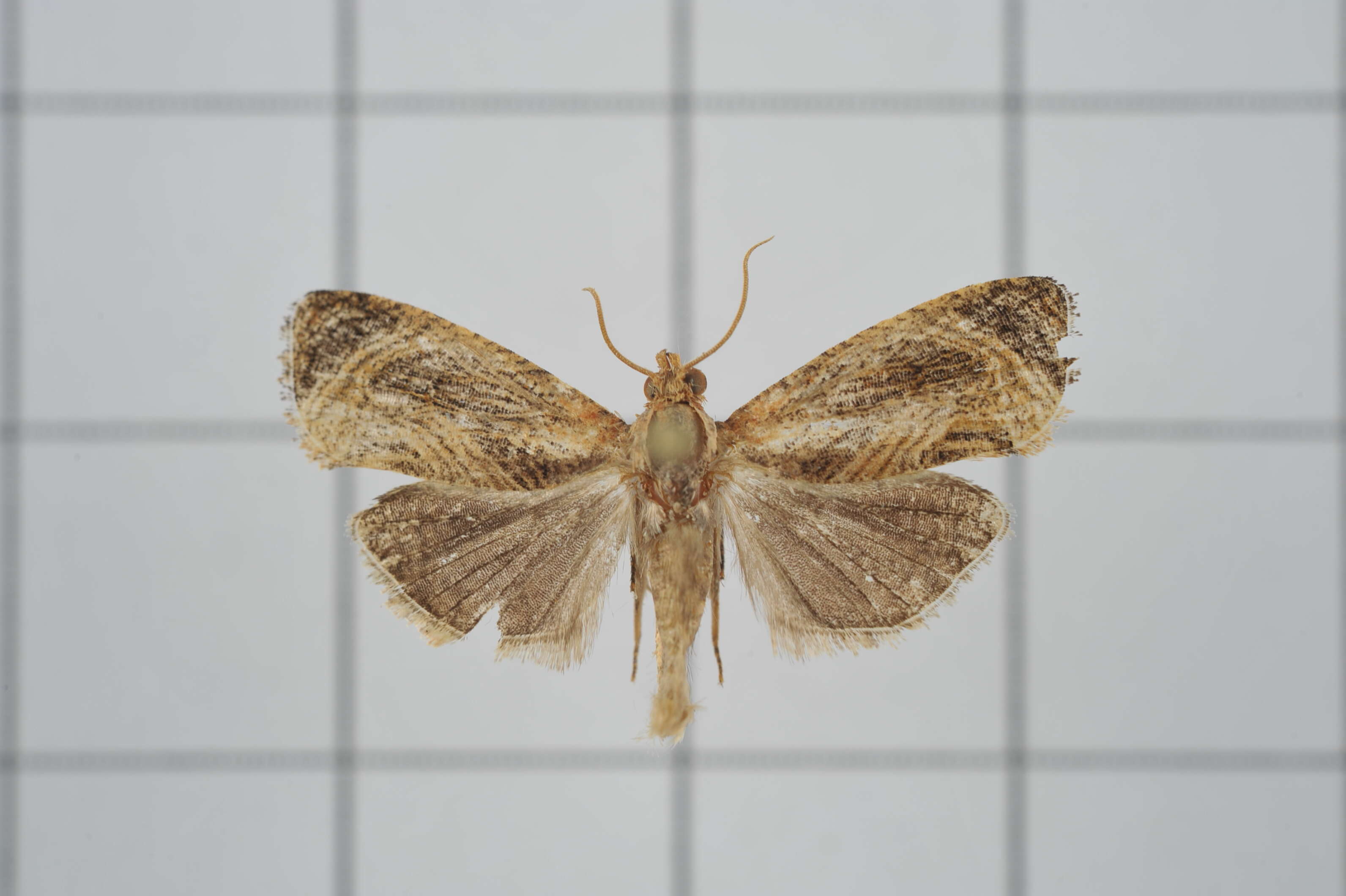 Image of Cryptophlebia repletana Walker 1863