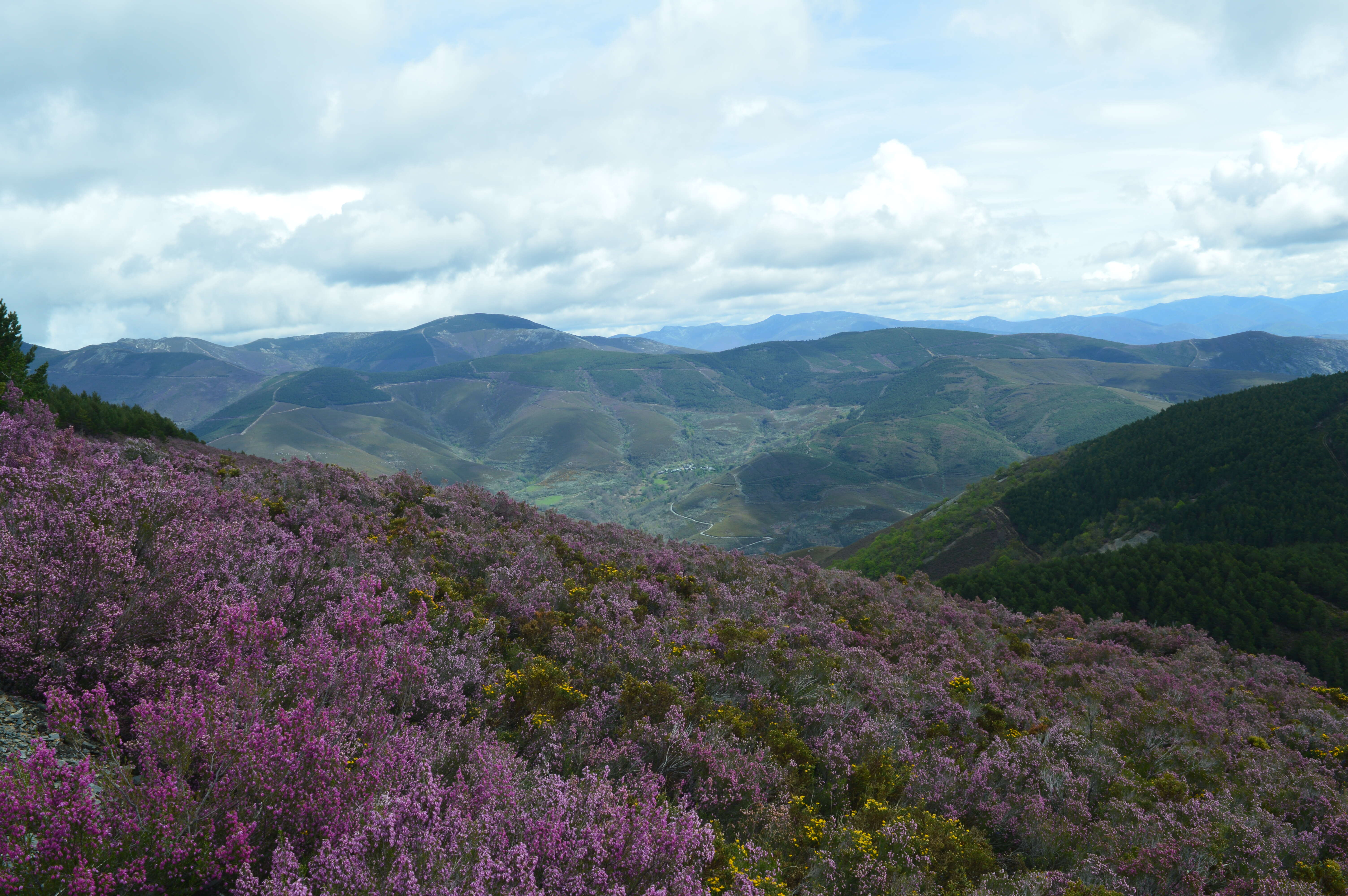 Image of Erica australis L.