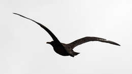 Image of Brown Skua