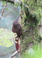 Image of Strong-billed Woodcreeper