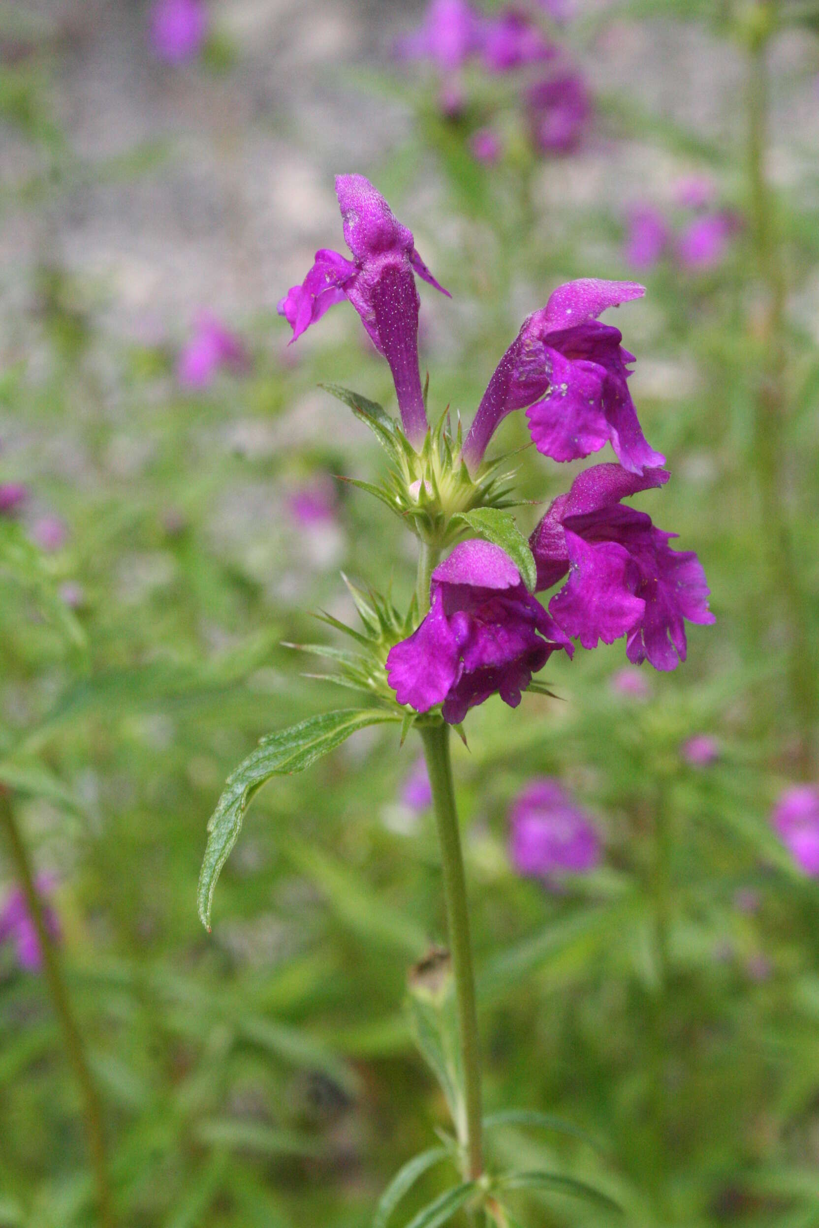 Image of Red hemp-nettle