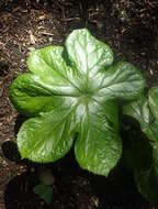 Image de Podophyllum pleianthum Hance