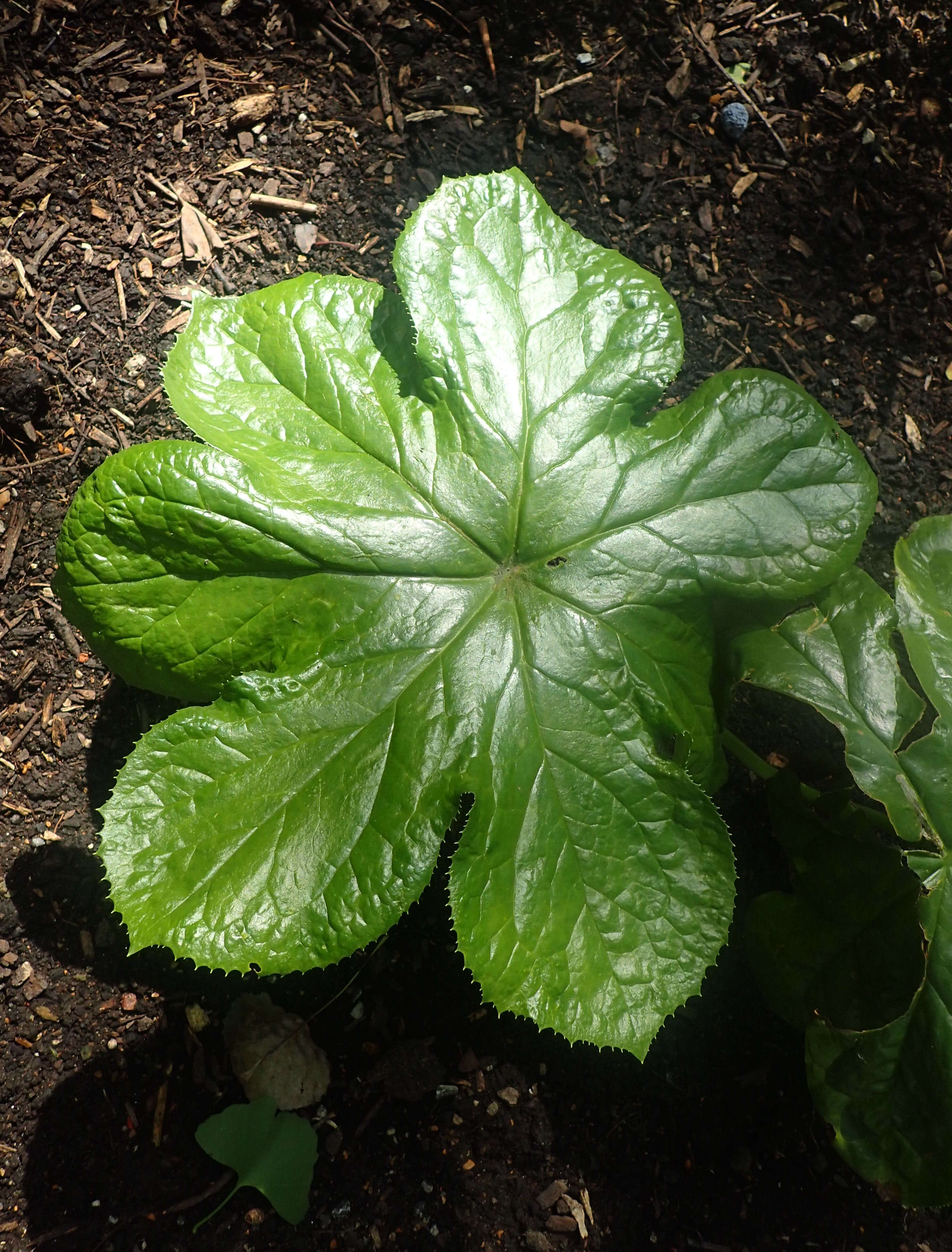 Image de Podophyllum pleianthum Hance