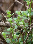 Image of alpine mirrorplant