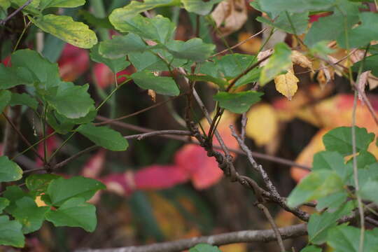 Image of Akebia trifoliata (Thunb.) Koidz.