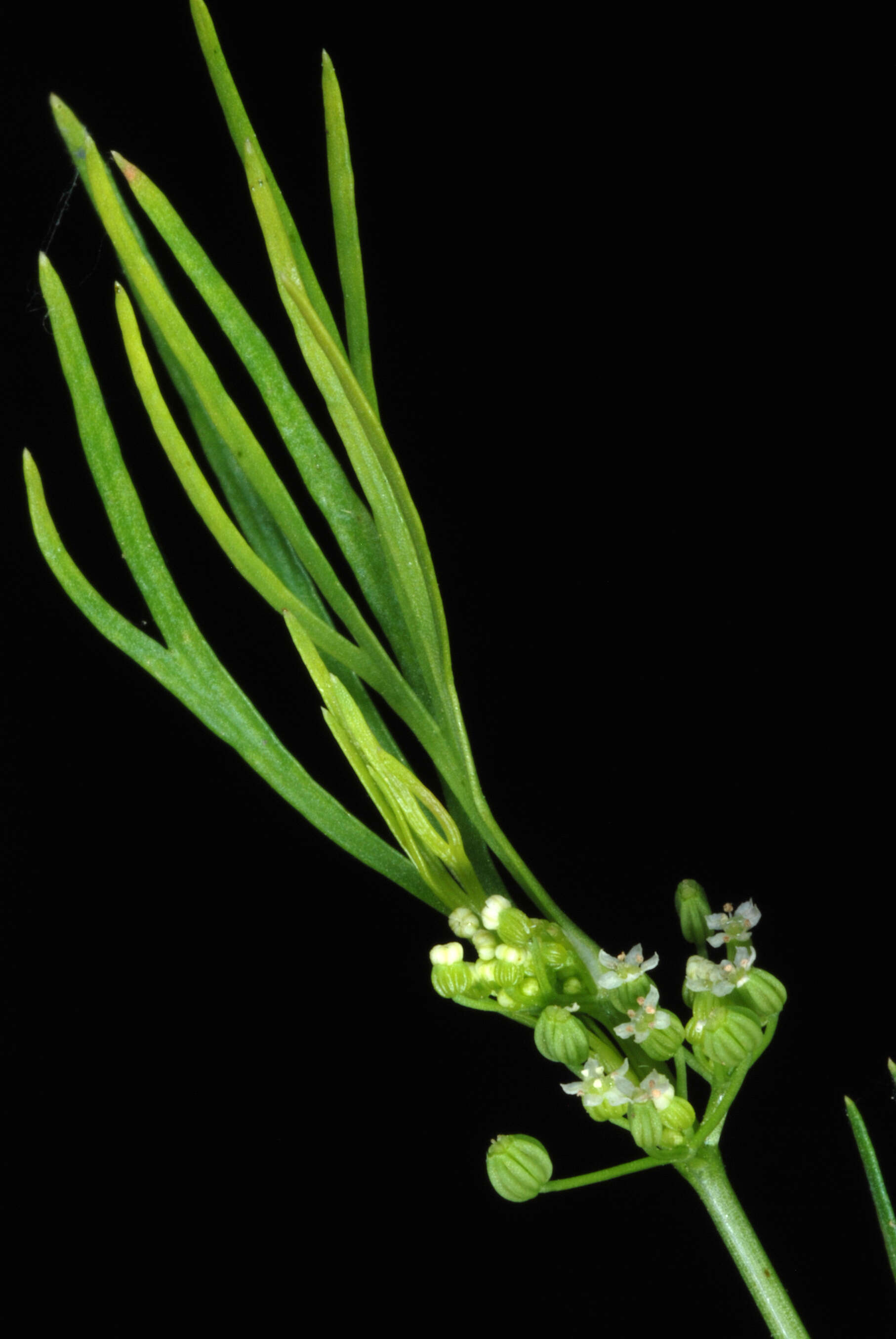 Image of marsh parsley