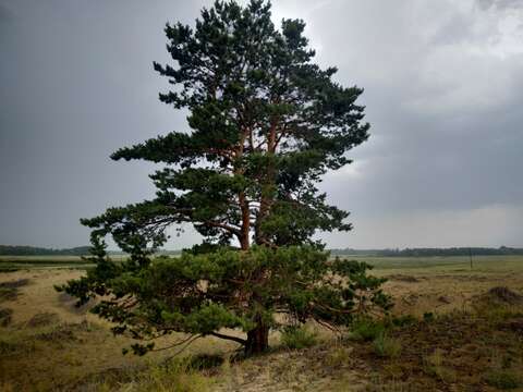 Image of Scotch Pine