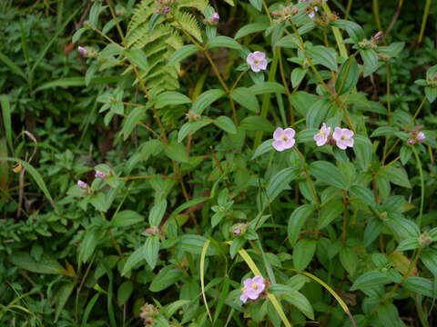 Image of Osbeckia octandra (L.) DC.