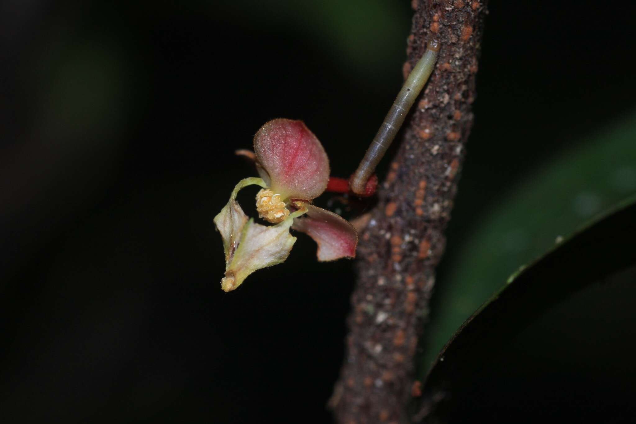 Image of Orophea thomsonii Bedd.