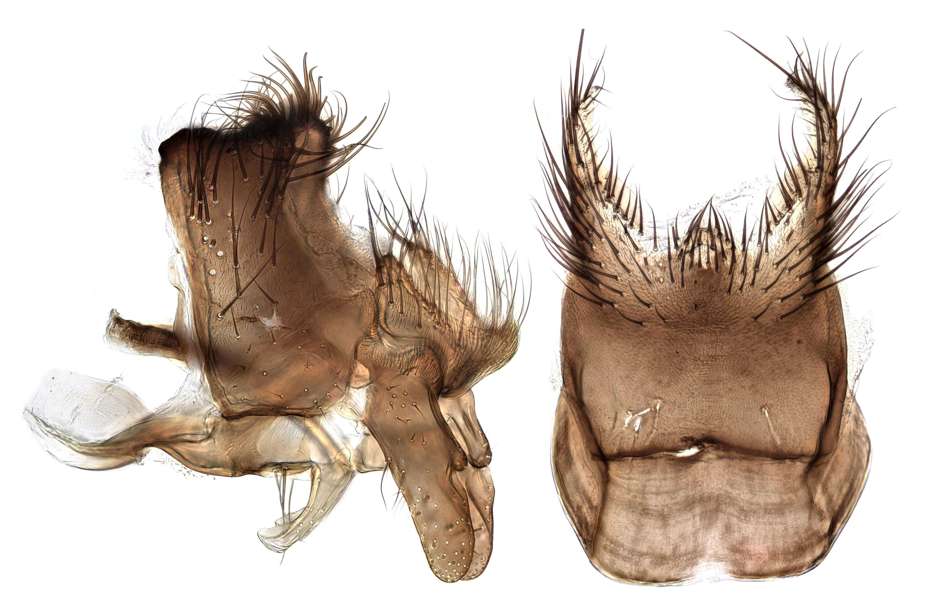 Image of root-maggot flies