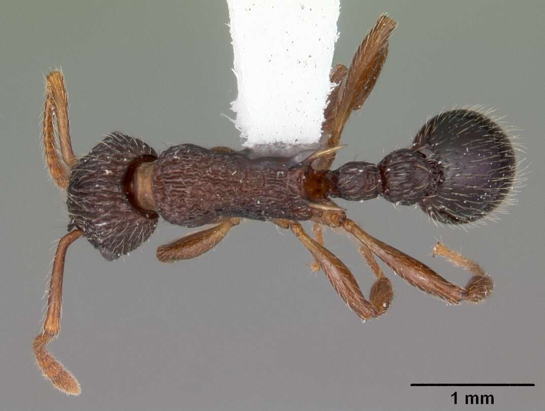 Image of Myrmica punctiventris Roger 1863