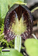 Image of Spider orchid