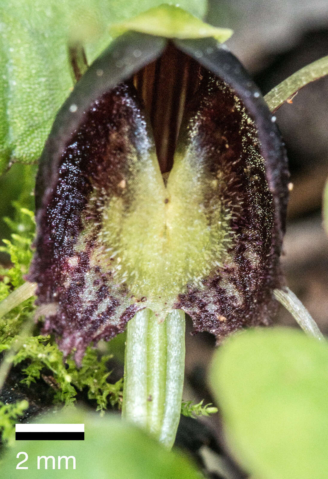 Image de Corybas trilobus (Hook. fil.) Rchb. fil.