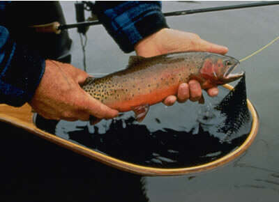 Image of Oncorhynchus clarki stomias