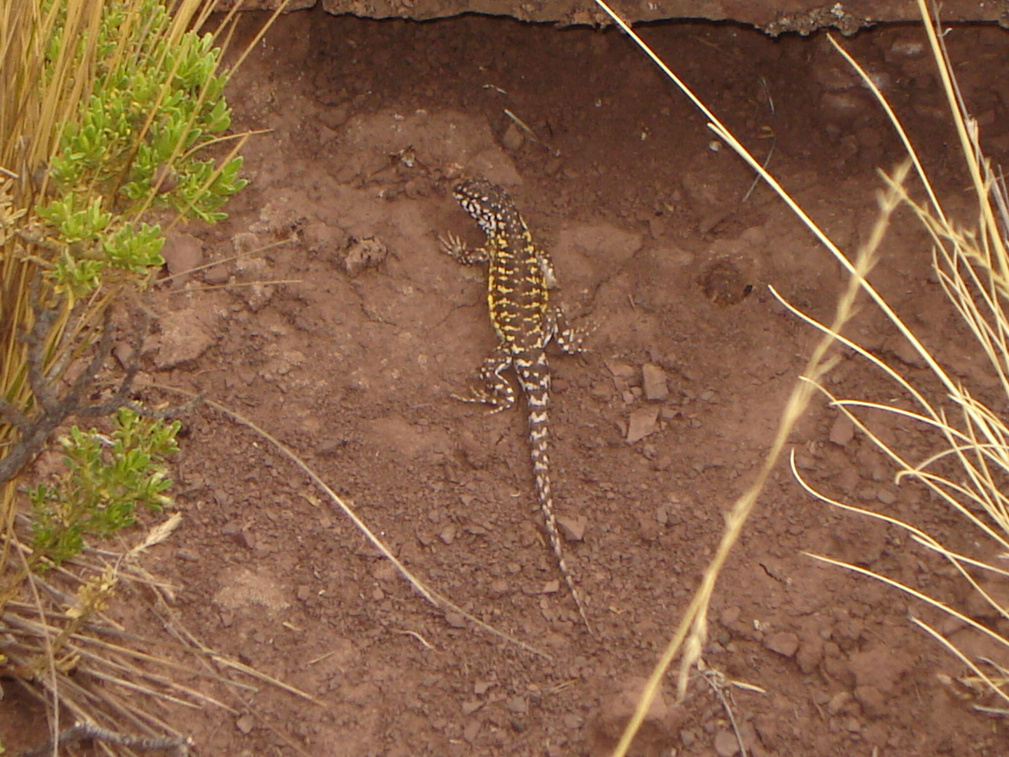 Imagem de Liolaemus ornatus Koslowsky 1898