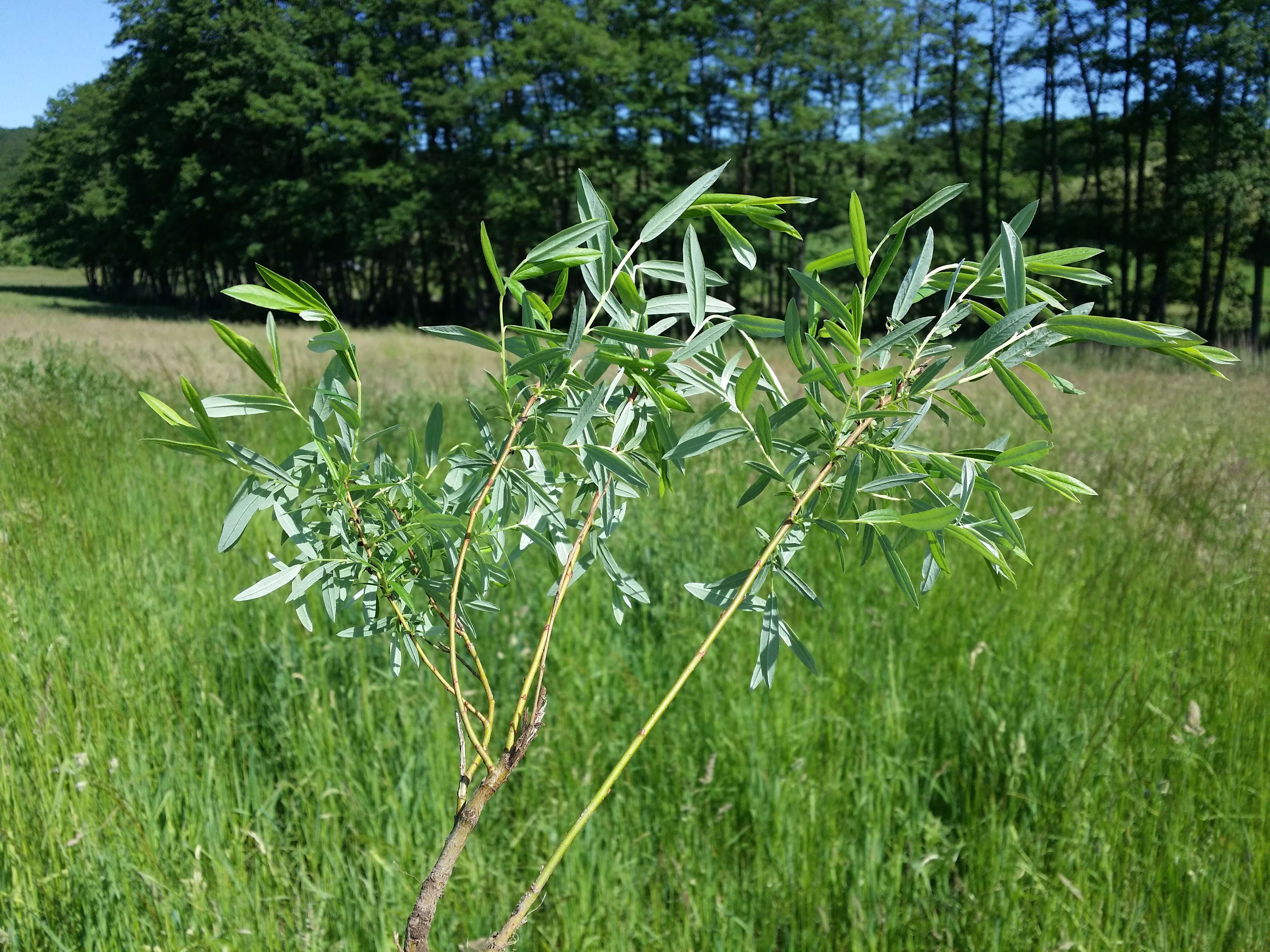 Image of creeping willow