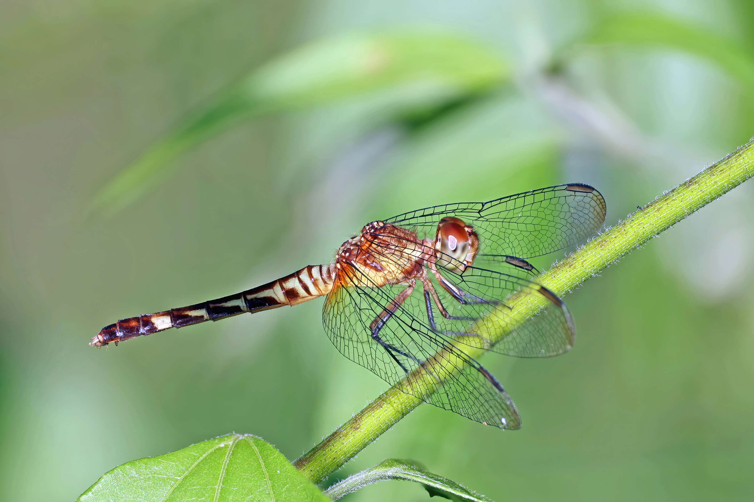 Image of Red-mantled Dragonlet