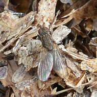 Image of root-maggot flies