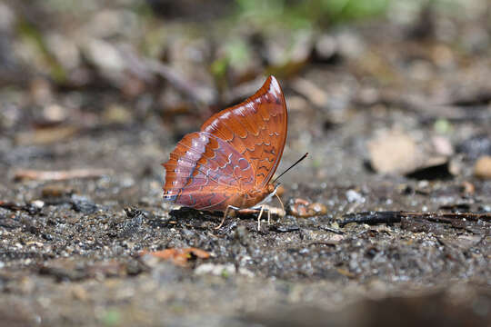 Sivun Charaxes harmodius Felder 1866 kuva