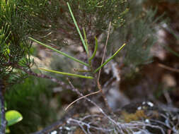 Image of Luisia tristis (G. Forst.) Hook. fil.