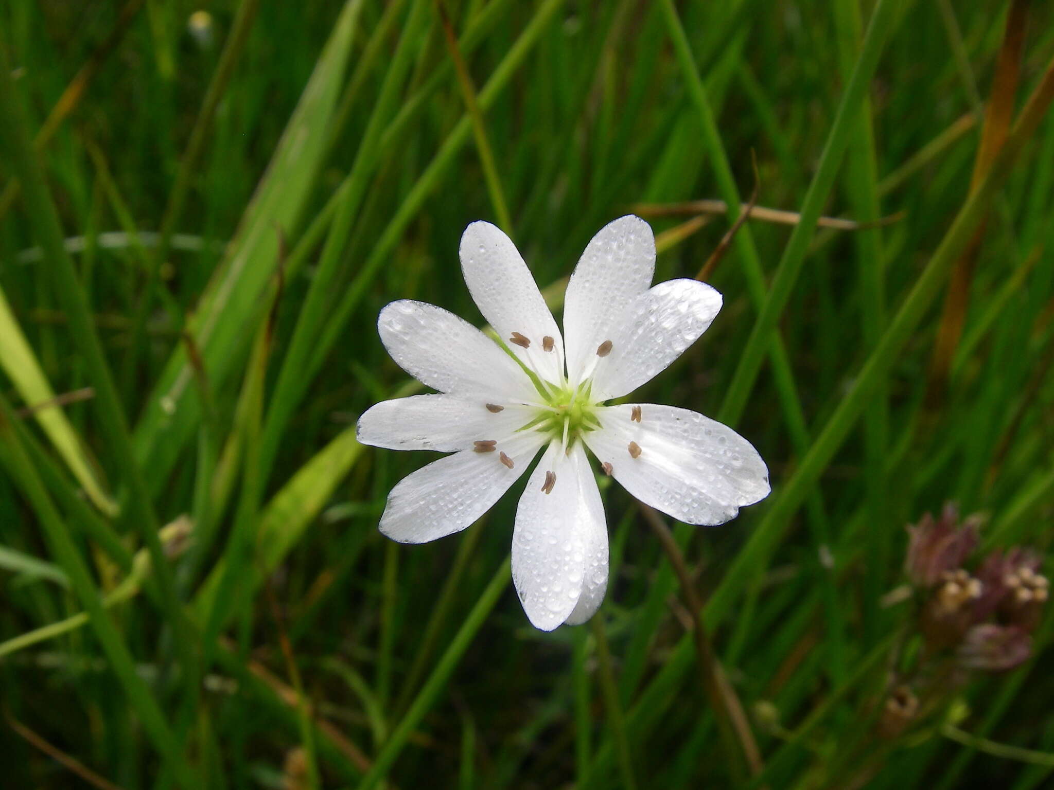 صورة Stellaria palustris Ehrh. ex Retz.