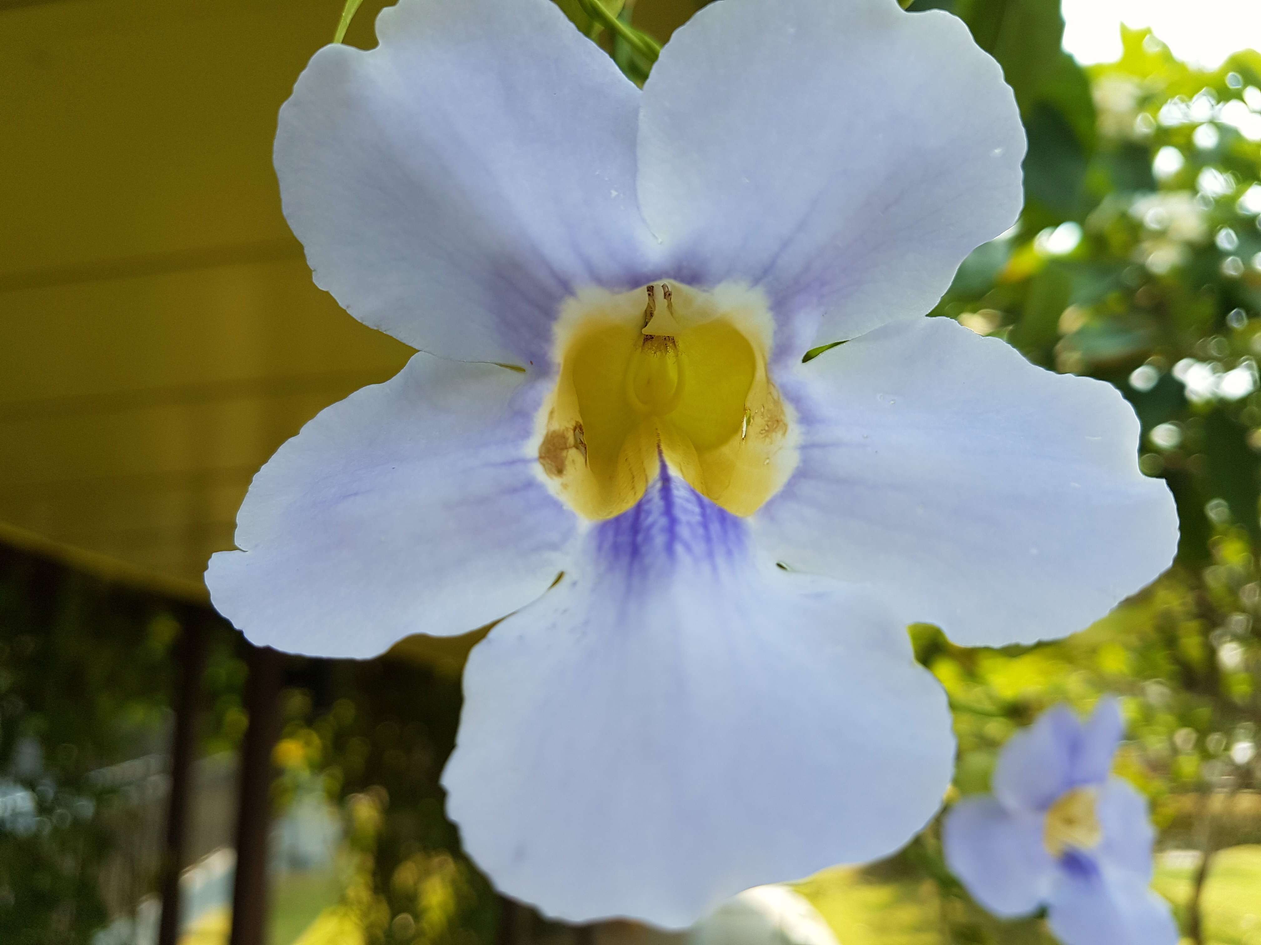 Image of Bengal clock vine