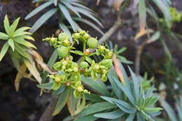 Image of Euphorbia piscatoria Aiton