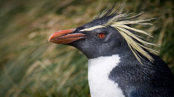 Image of Northern Rockhopper Penguin