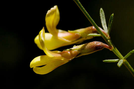 Image of Wright's deervetch