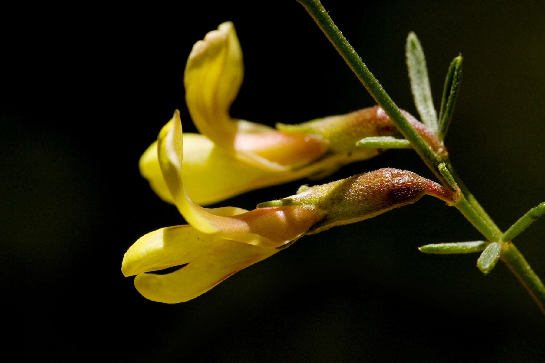 Image of Wright's deervetch