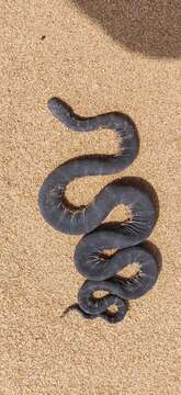 Image of Little Filesnake