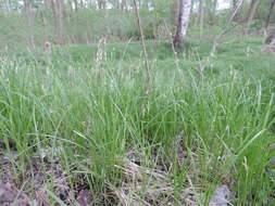 Image of quaking-grass sedge