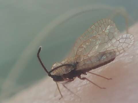 Image of Foliaceous Lace Bug